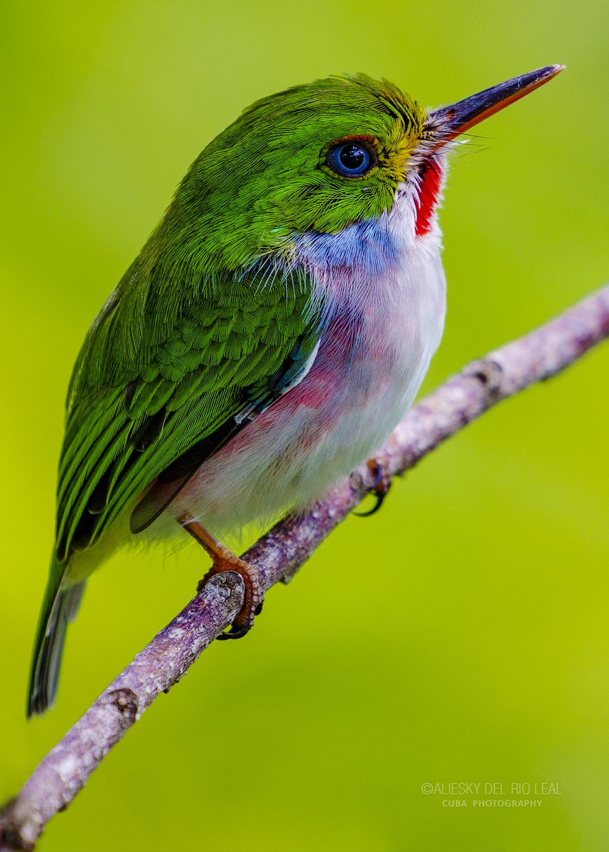 trinidaddtravel's tweet photo. 🌺 Apaga el ruido, enciende los sentidos.
En las Lomas de Banao, la naturaleza no tiene notificaciones, solo tiene sonidos que sanan.
¿Te apuntas a un día sin pantallas y con pies en la tierra? 🕊️

Fotos tomadas por: Aliesky del Rio Leal

#TrinidadTravel #CubaUnica #CubaTravel https://t.co/vWipmQijbW