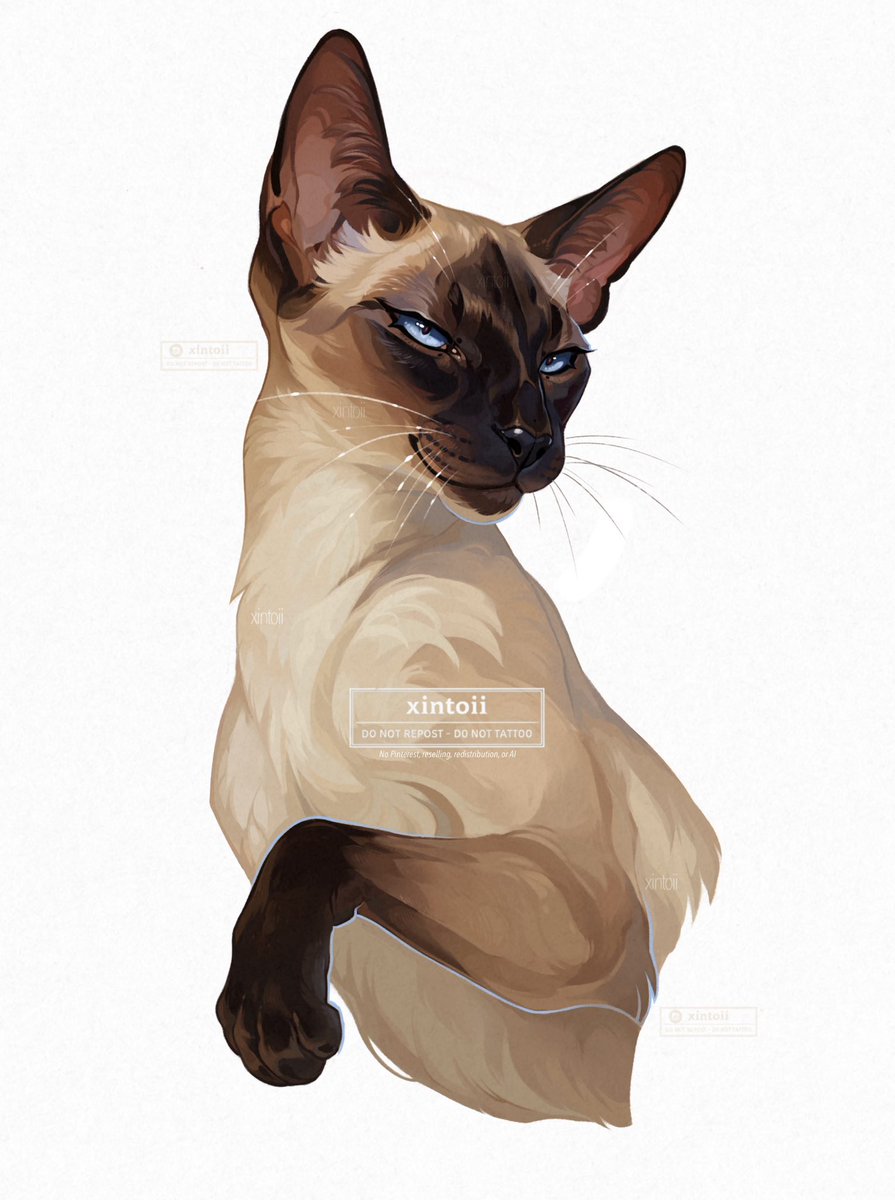 xiintoii's tweet photo. Idk what to caption but here’s a(nother) cat https://t.co/wP2aEZeWeY
