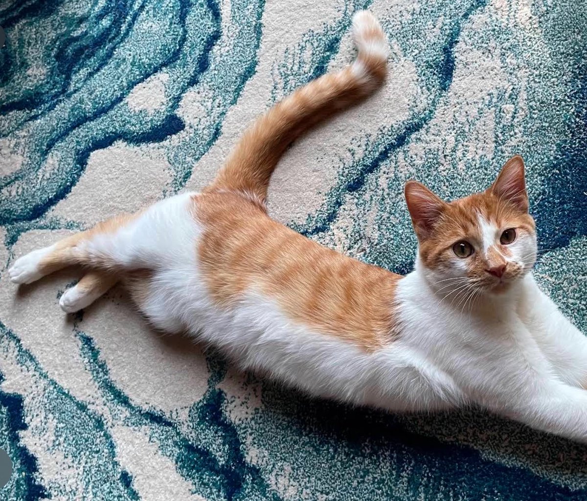 jaxthecoocoocat's tweet photo. should have been orange cat meowdel? https://t.co/YnFhckY9pW