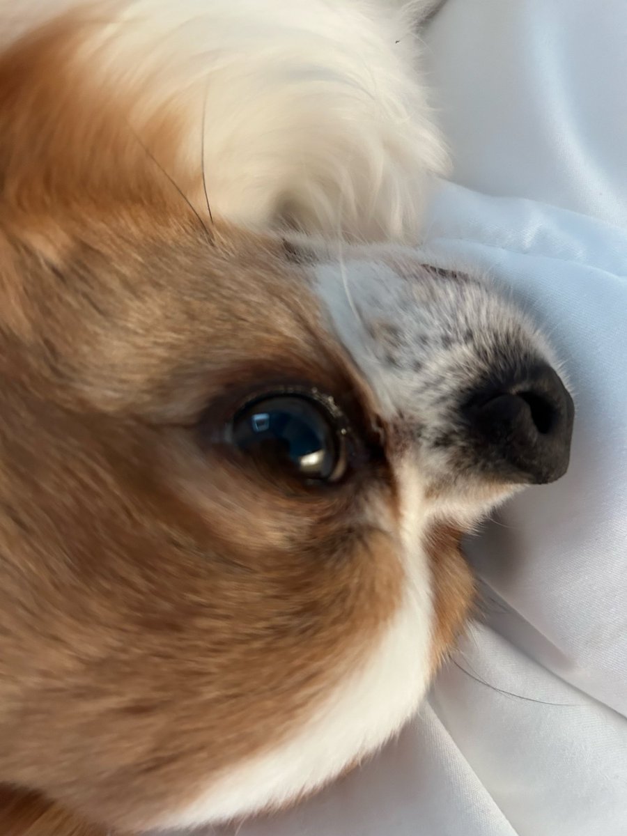 FurGoPha's tweet photo. 엗 저 갑자기 인기 많아졌네요. 아 그림 올릴거 없는데

강아디 사진이나 올리겠습니다 https://t.co/QzmpWo7qoB