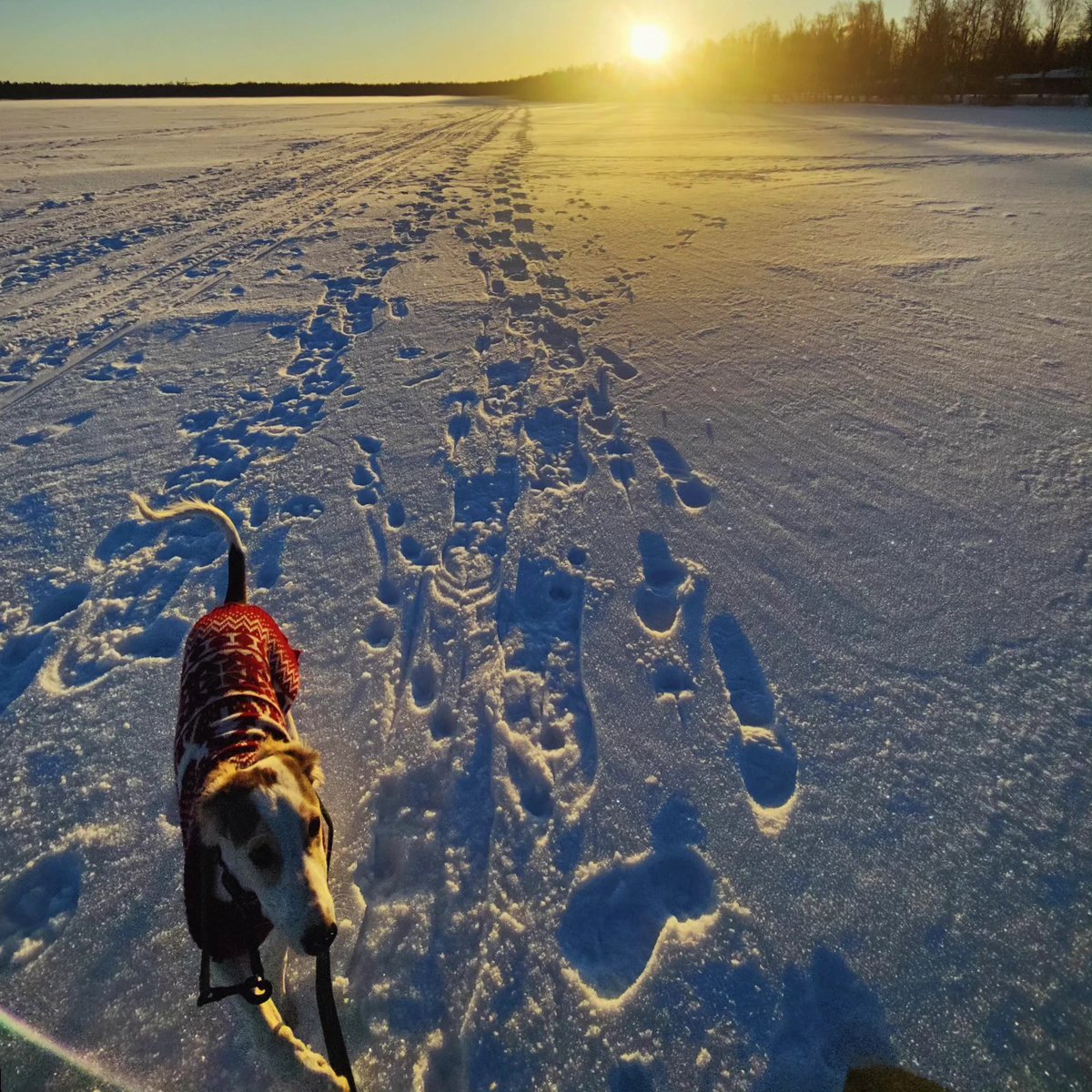 ShaneKormos's tweet photo. February and the lake at home. Most of my camera roll is filled with Juksu darting around—or parts of him. Usually, he just wants to keep me company and see what I’m doing on my phone. https://t.co/rXDCb7VNJY