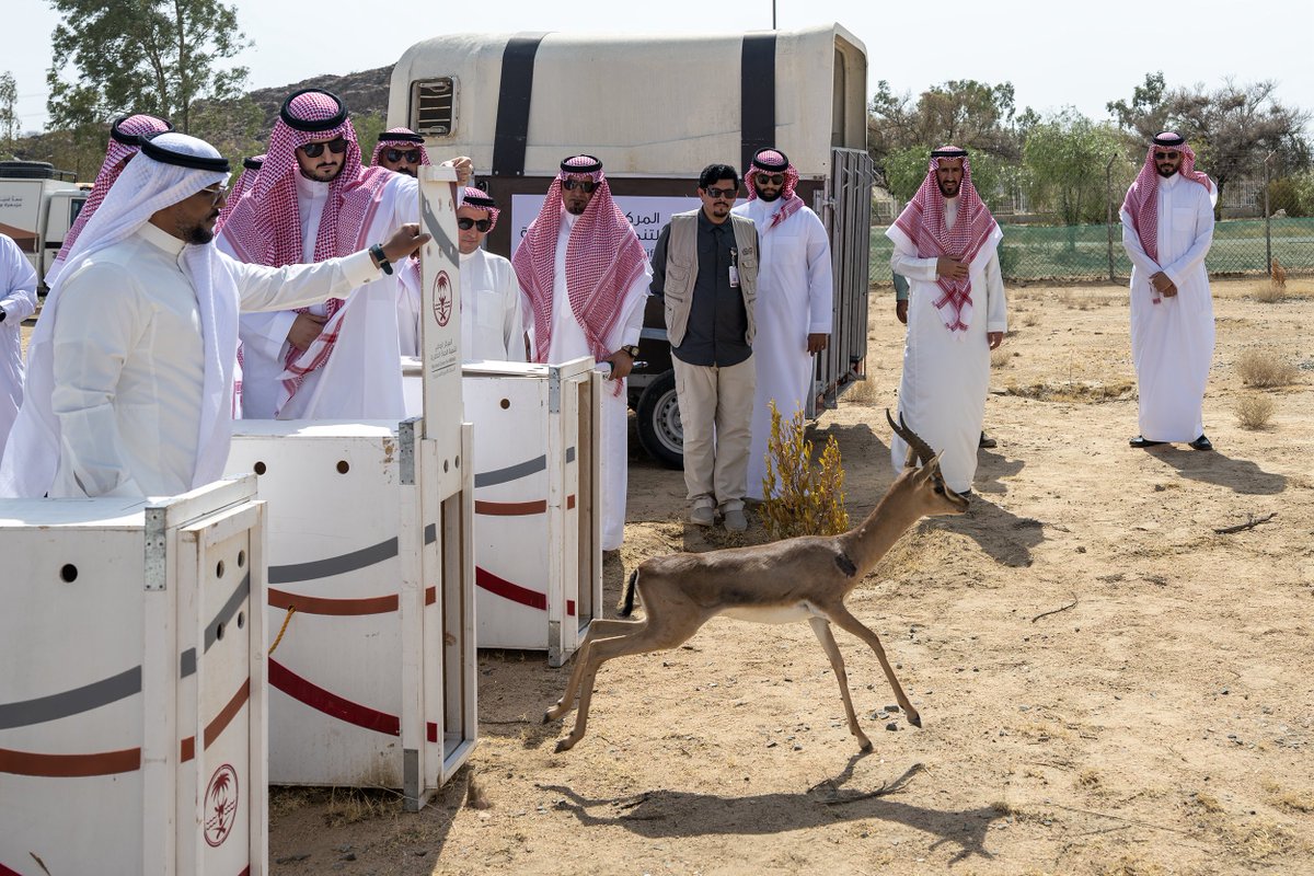 makkahregion's tweet photo. أطلق محافظ الطائف الأمير
فواز بن سلطان بن عبدالعزيز،
(10) كائنات فطرية بمتنزه الطائف الوطني بسيسد؛ لتعزيز التنوع الأحيائي، ضمن برنامج إعادة توطين الأنواع الفطرية الذي ينفذه المركز الوطني لتنمية الحياة الفطرية، بالتعاون مع المركز الوطني لتنمية الغطاء النباتي ومكافحة التصحر.
..اطّلع سموّه على عددٍ من المشروعات ومركز أبحاث الغابات.