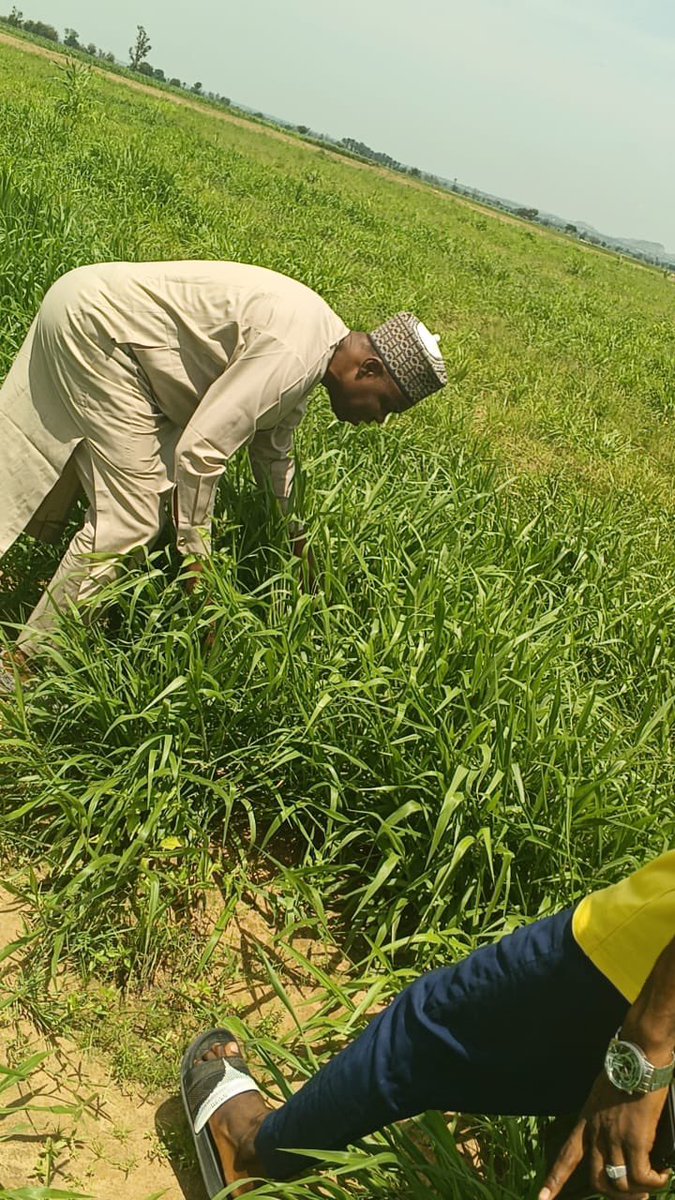 tudunwada__mi's tweet photo. HJRBDA Managing Director, Dr. Engr. Rabi’u Sulaiman Bichi, inspected the Brachiaria, maize and sorghum cultivation and irrigation project at Center Favour, in collaboration with L&Z Company.

The project aims to improve livestock feed supply, promote modern livestock production, reduce farmer-herder conflicts, and strengthen peaceful coexistence.