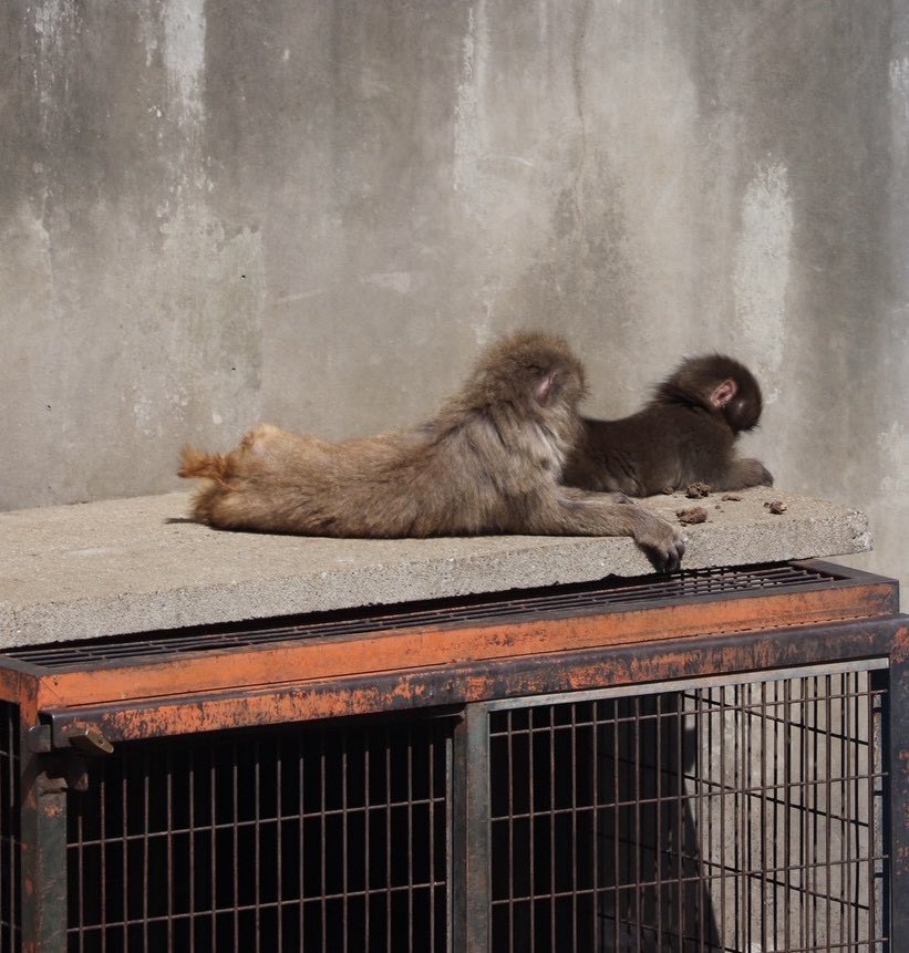 kanarin0924's tweet photo. パンチロス🐒で、皆さん過去のあげて下さってるので私も☺️

パンチに初めて会った日（3/12）
小さくて黒いパンチ🐒

#がんばれパンチ
#市川市動植物園 https://t.co/P0u8o6bqGL