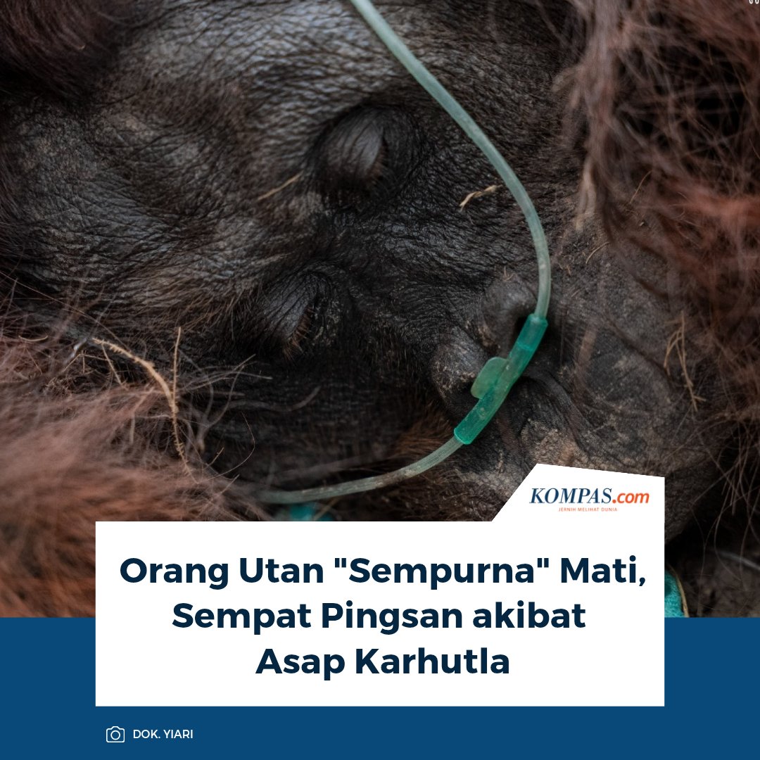 kompascom's tweet photo. Kementerian Kehutanan (Kemenhut) mengonfirmasi kematian satu orang utan kalimantan (Pongo pygmaeus) bernama Sempurna yang sempat mengalami gangguan pernapasan diduga karena paparan asap karhutla di Kabupaten Ketapang, Kalimantan Barat.

Sumber: Antara

` #Orangutan #Karhutla #Peristiwa