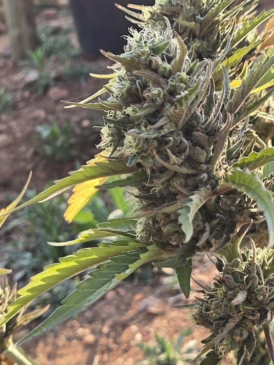 PadjZA's tweet photo. We like ours natural🥰 #padjza #builtforthegrind https://t.co/S0kDE5voEJ