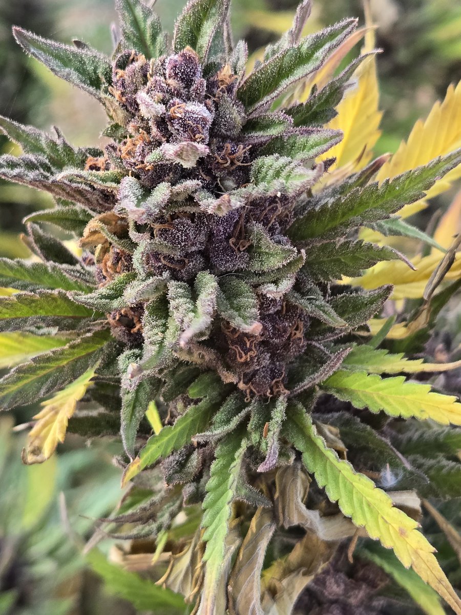 PadjZA's tweet photo. We like ours natural🥰 #padjza #builtforthegrind https://t.co/S0kDE5voEJ