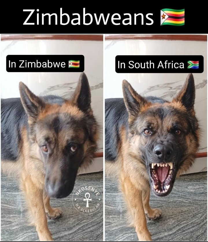 cousinavi031's tweet photo. @M24onRSA Unless of course drug dealing, human trafficking, contraband smuggling, street shitting, etc. are scarce skills.

And not to forget my personal favourite skill that we as south africans do not possess: https://t.co/NpNF5Eq1JE