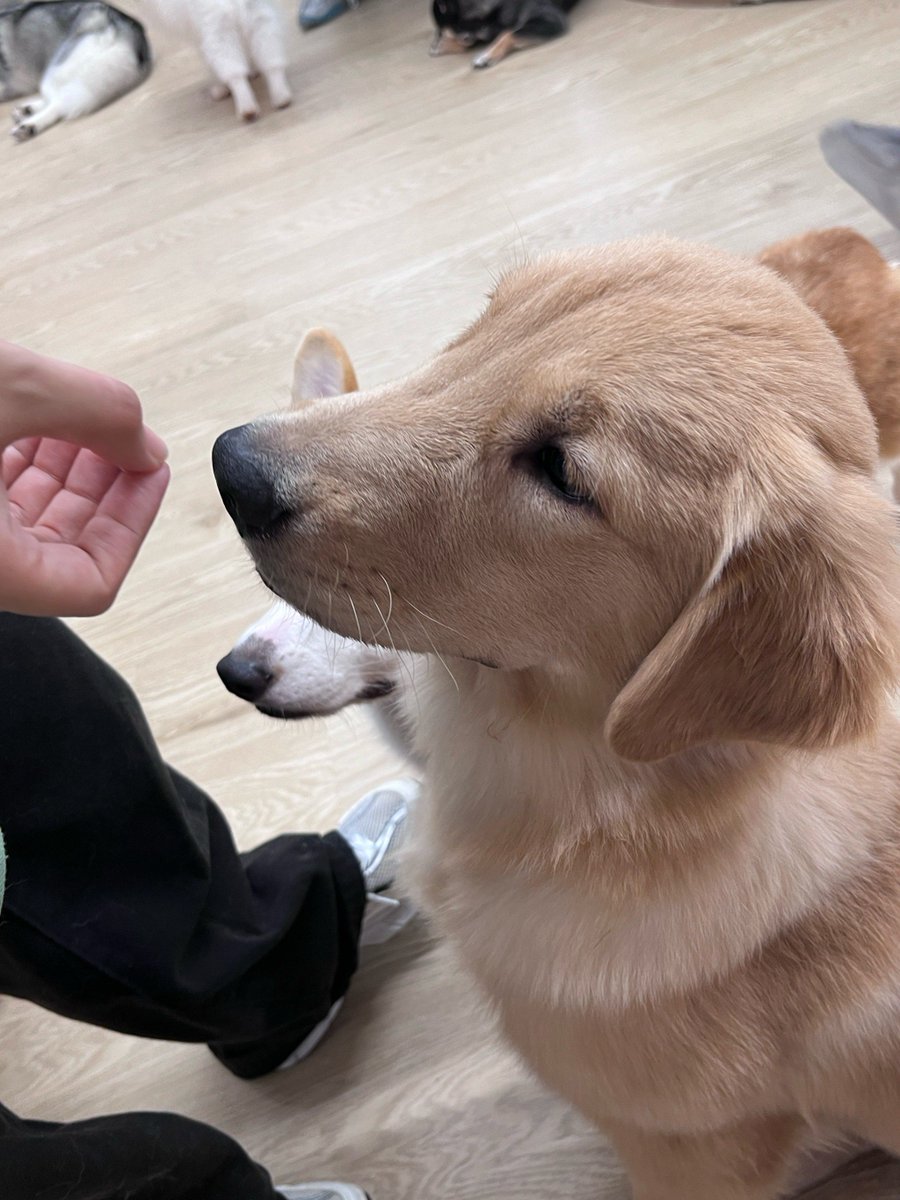 GeorgiaMerdmna's tweet photo. Mi perro cachorro ya mueve la cola solo al oír mi voz, crece tan rápido y llena mi vida de alegría!， https://t.co/aRPrAyBOmh