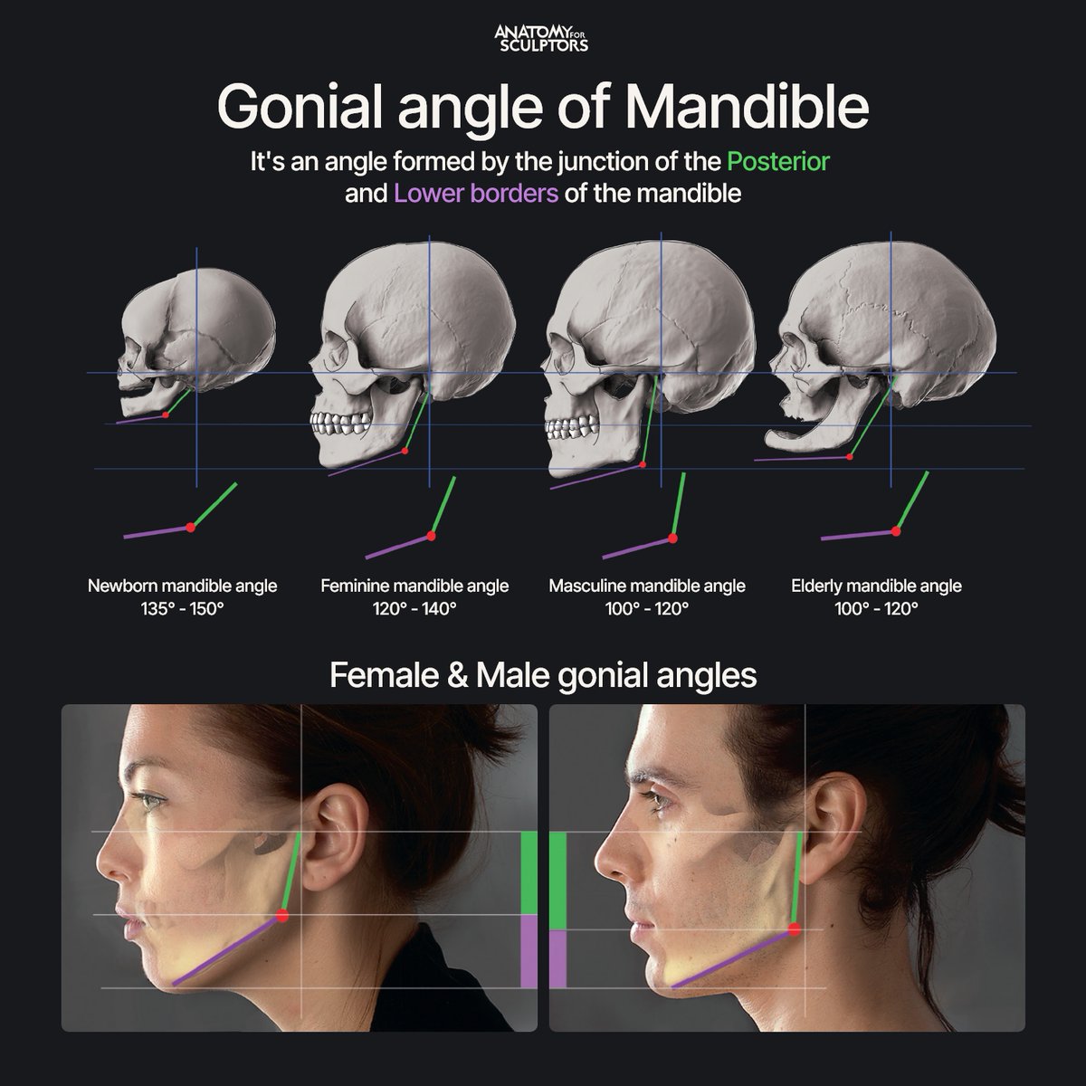 A4Sculptors's tweet photo. The mandible's gonial angle. Make the angle larger, and the face reads softer and rounder. Tighten it towards 100°, and you get a more squared, defined jawline. Major shift in silhouette for your character design. Get 25% off during "Back to School" sale: https://t.co/lVZxLx11jd https://t.co/PF1IyLgnGZ