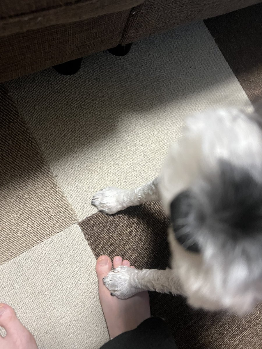 mini_MOZU's tweet photo. 犬って本当に足踏んでくるよな https://t.co/Huy38xV5XN