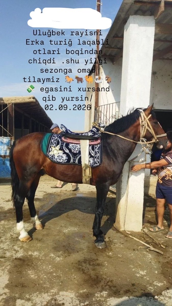 Soul040506's tweet photo. Dadamni qiziman deb bekorga aytmimanu)
Dadam ham hayvonlaga rossa qiziqadila, anchadan beri ot boqadila. Lekin ayamla xovlimiz katta boʻlsa ham hayvon boqtirmedila, tozalikni yaxshi koʻradila, maximum dadamni qimmaaaaat xoʻrozchalari turishi mumkin xovlimizda) https://t.co/PlyTgjVcsI