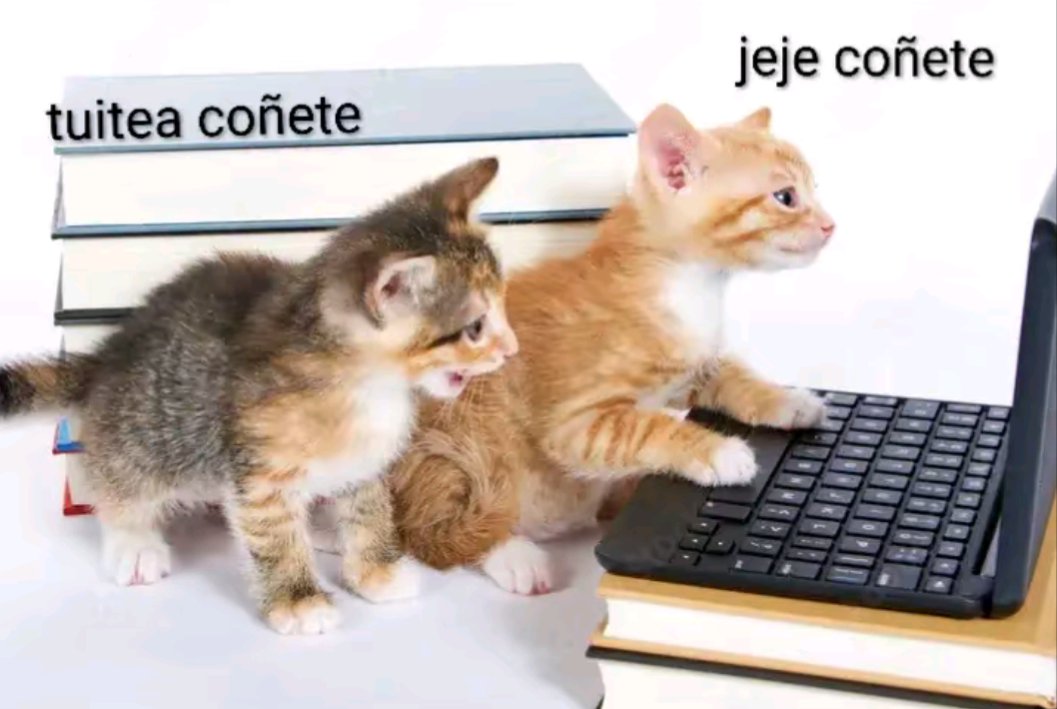 cocoa_catt's tweet photo. @petit_zyxy https://t.co/uiFM1hphD1