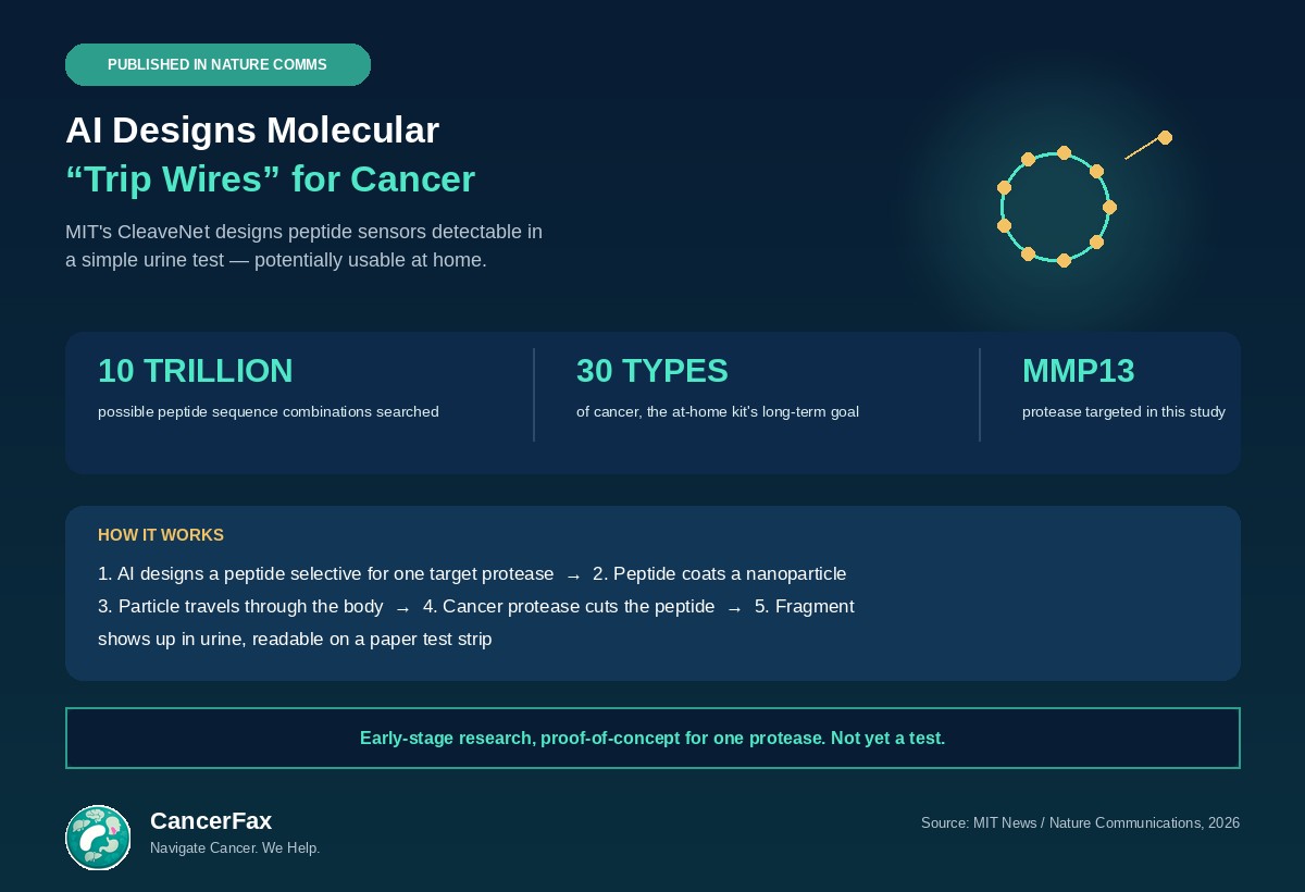 ngsdecoded's tweet photo. MIT + Microsoft built an AI that designs molecular "trip wires" for cancer. CleaveNet searches 10 TRILLION possible peptide combinations to find ones that react specifically to cancer-linked enzymes — detectable in a simple urine test 🧵 https://t.co/r2idE0tQYg