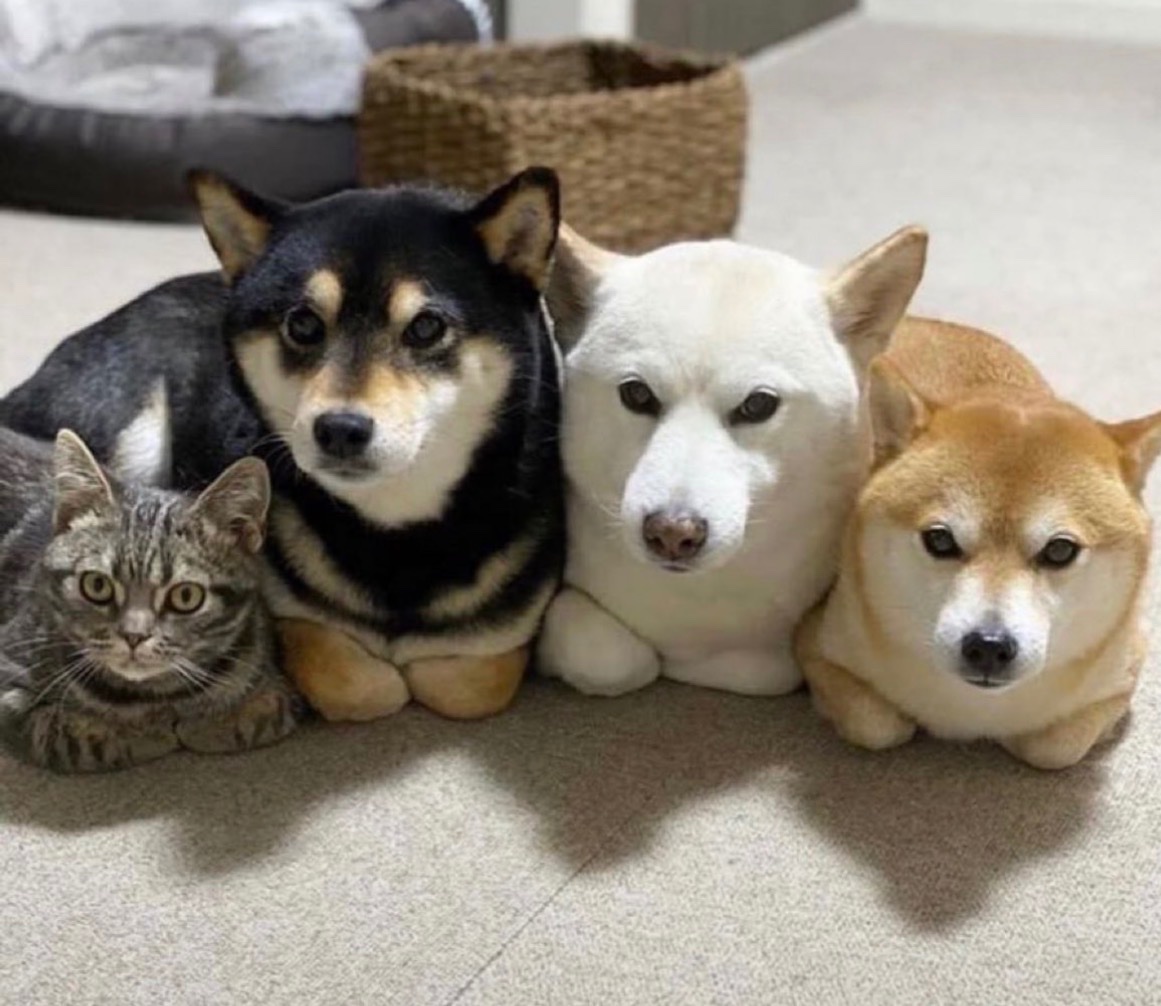 animal_kyawa_'s tweet photo. 猫から座り方を教わったワンコ達 https://t.co/yf596TDeOp
