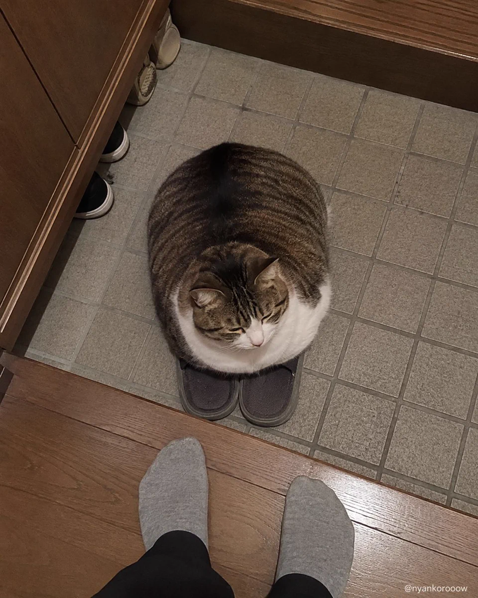 にゃん太郎｜猫画像｜Funny Cats on X: 