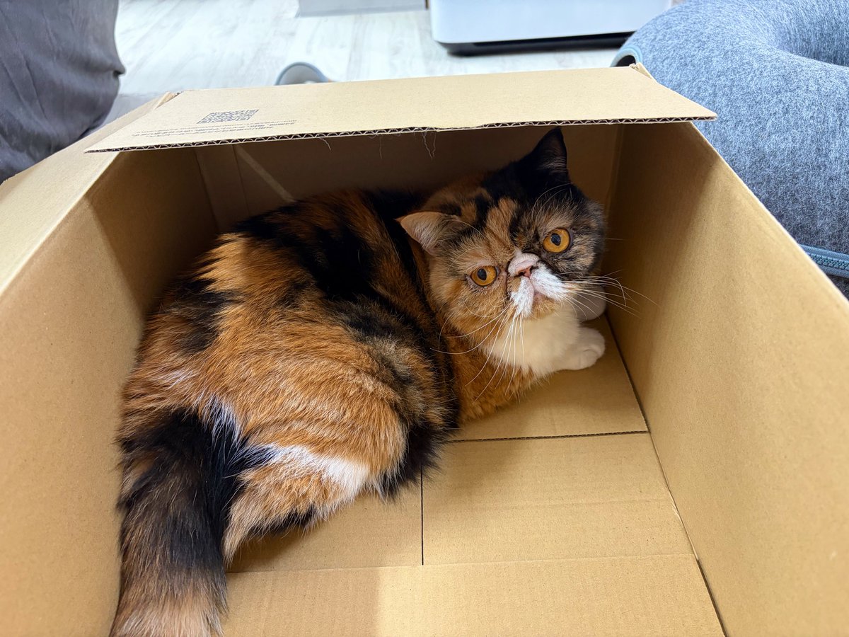 bajiritas's tweet photo. 箱入り娘
#エキゾチックショートへア #猫 https://t.co/nWDruyMaWR