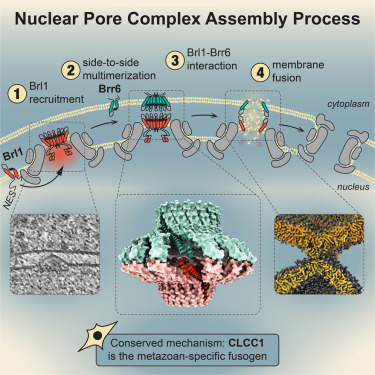 MolecularCell's tweet photo. A conserved mechanism of membrane fusion in nuclear pore complex assembly https://t.co/caURW9CrZl https://t.co/yatqPvi9X1