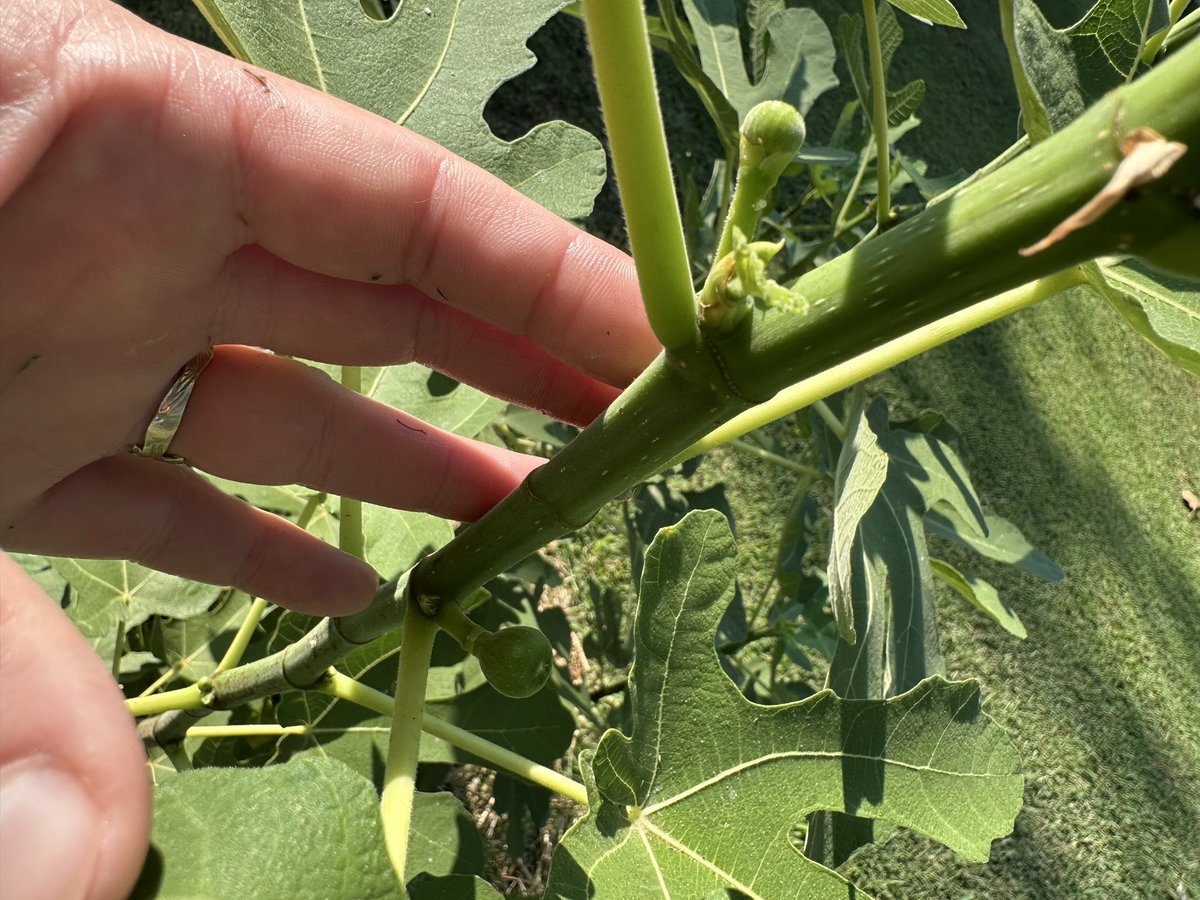 green3quarterAc's tweet photo. My third planting of lemon cucumbers is winding down while my sugar baby watermelon is on round two. Magnolia sugar snap peas have sprouted, and my celeste fig. Cleaning up the beds that will have three pounds of seed garlic planted in them soon. #garden https://t.co/8bqH6fl3ce