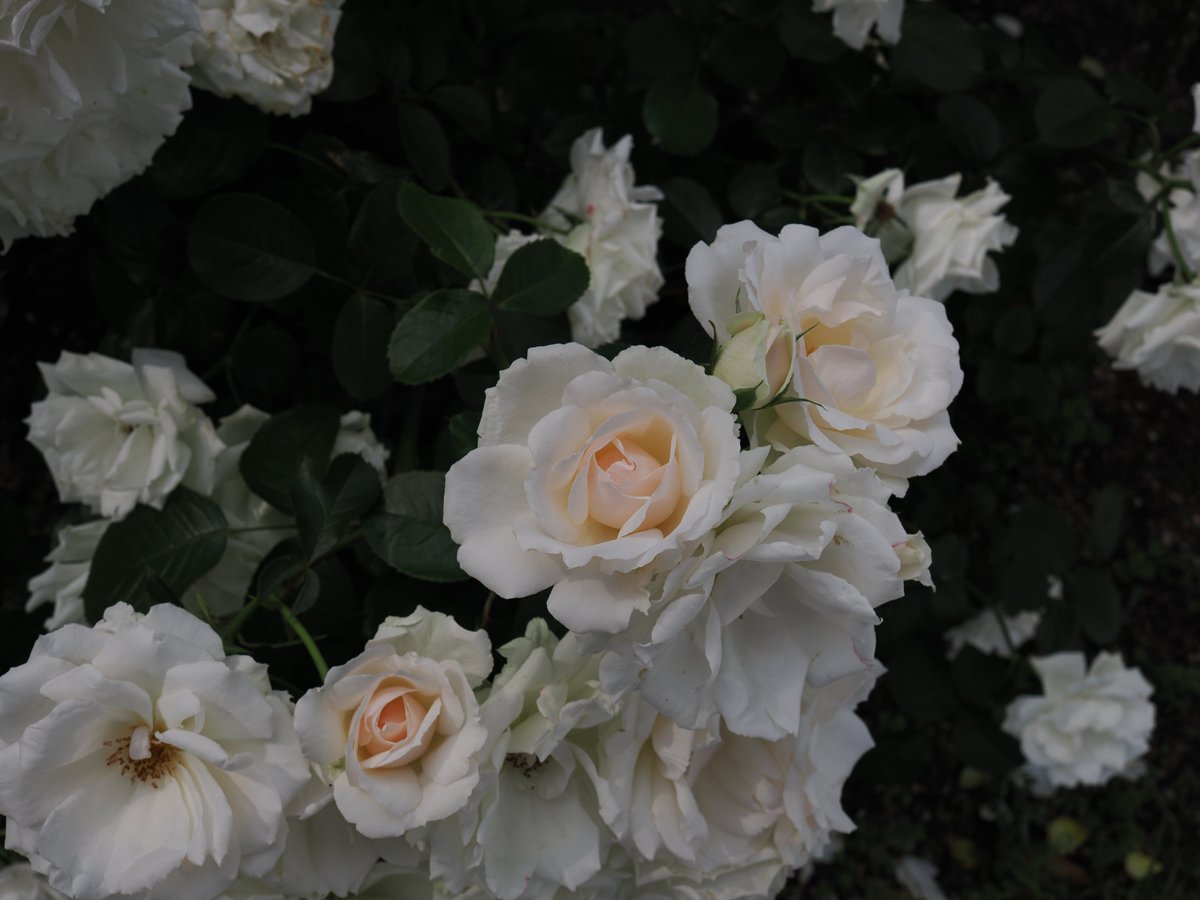 toshimaro3's tweet photo. 𝑅𝑜𝑠𝑒𝑠🌹𝑈𝑏𝑒 𝐴𝑖𝑟𝑝𝑜𝑟𝑡

𝑂𝑀 𝐷𝑖𝑔𝑖𝑡𝑎𝑙 𝑆𝑜𝑙𝑢𝑡𝑖𝑜𝑛𝑠　𝑂𝑀-1 𝑀𝑎𝑟𝑘2
 𝑀.𝑍𝑈𝐼𝐾𝑂 𝐷𝐼𝐺𝐼𝑇𝐴𝐿 𝐸𝐷 20𝑚𝑚 𝐹1.4 𝑃𝑅𝑂

#TLを花でいっぱいにしよう　#宇部空港 https://t.co/TByhSFeZq8