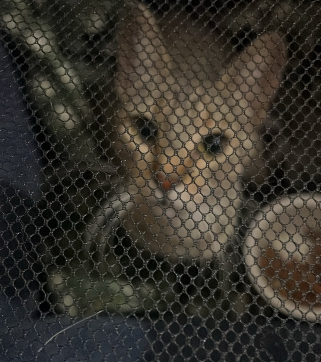 yambebe's tweet photo. Ayer ya se dejó seducir por mis encantos jajajjaa Afortunadamente encontré un refugio super buena onda que me tendió la mano para poder darle toda la atención necesaria! Larga vida a las personas realmente comprometidas con la causa. ¿Alguna sugerencia de nombre? https://t.co/xQu7H3a63e