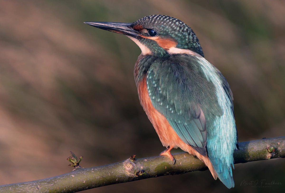 HangCraigeij's tweet photo. anxious thoughts are just guests that forgot how to leave. 🌘 https://t.co/WEN85yu43C