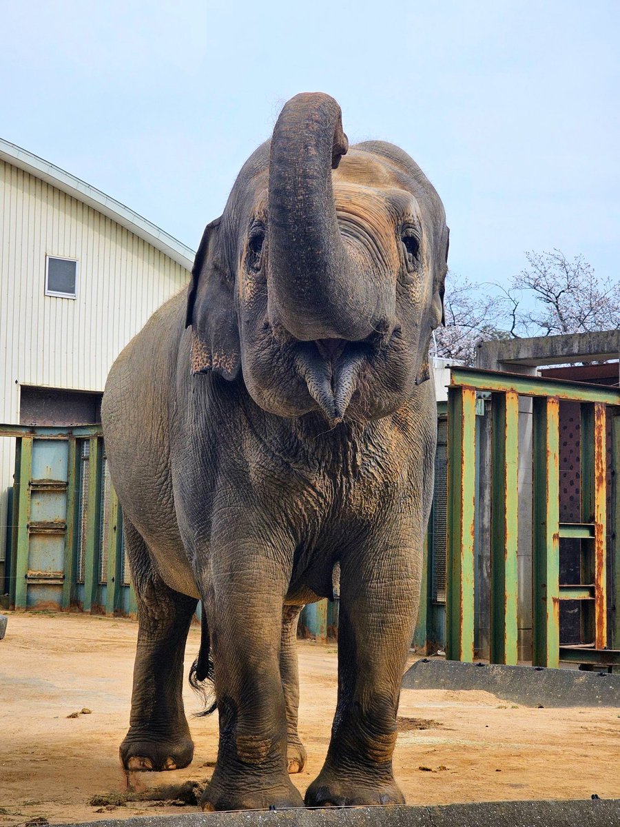 lRgIxtHLPl33052's tweet photo. @Latvia_Japan @kobeojizoo お写真のとおり。😃💕
ズゼちゃん🐘🌼笑顔いっぱい。🍀日本の皆様に愛されてすごく幸せに暮らしていますよ。(〃´ω`〃)🩷どうぞご安心くださいませ。☺大切なズゼちゃん🐘🩷をリトビアから日本に送り出してくださり心より感謝申し上げます。🥰ズゼちゃん🐘🌼のお陰で皆が笑顔と幸せになりました。😊 https://t.co/YkOOJLATNi