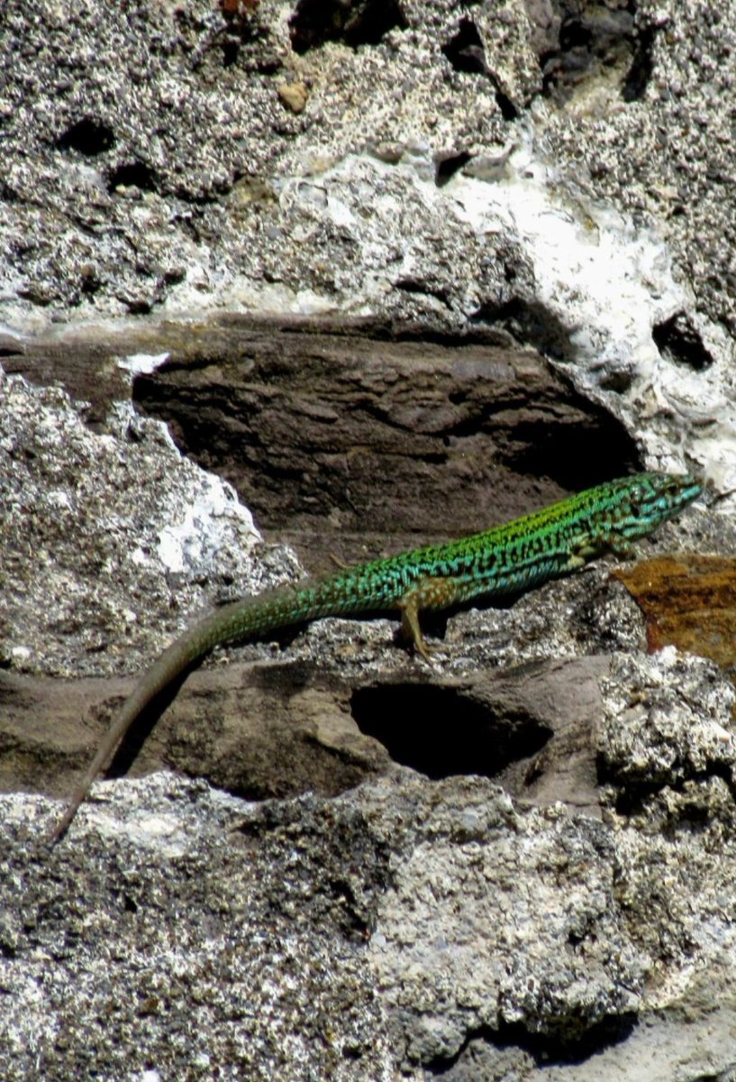 pipapipia's tweet photo. I thought it was beautiful and curious about this green color.🦎 https://t.co/oPRI5eQZBh