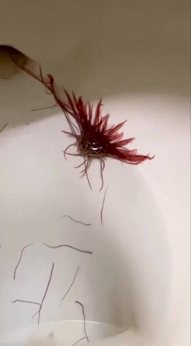 TheeRealDaviesX's tweet photo. I found this in a shopping mall toilet, @grok what is this? 😭 https://t.co/wUqZj343Hr
