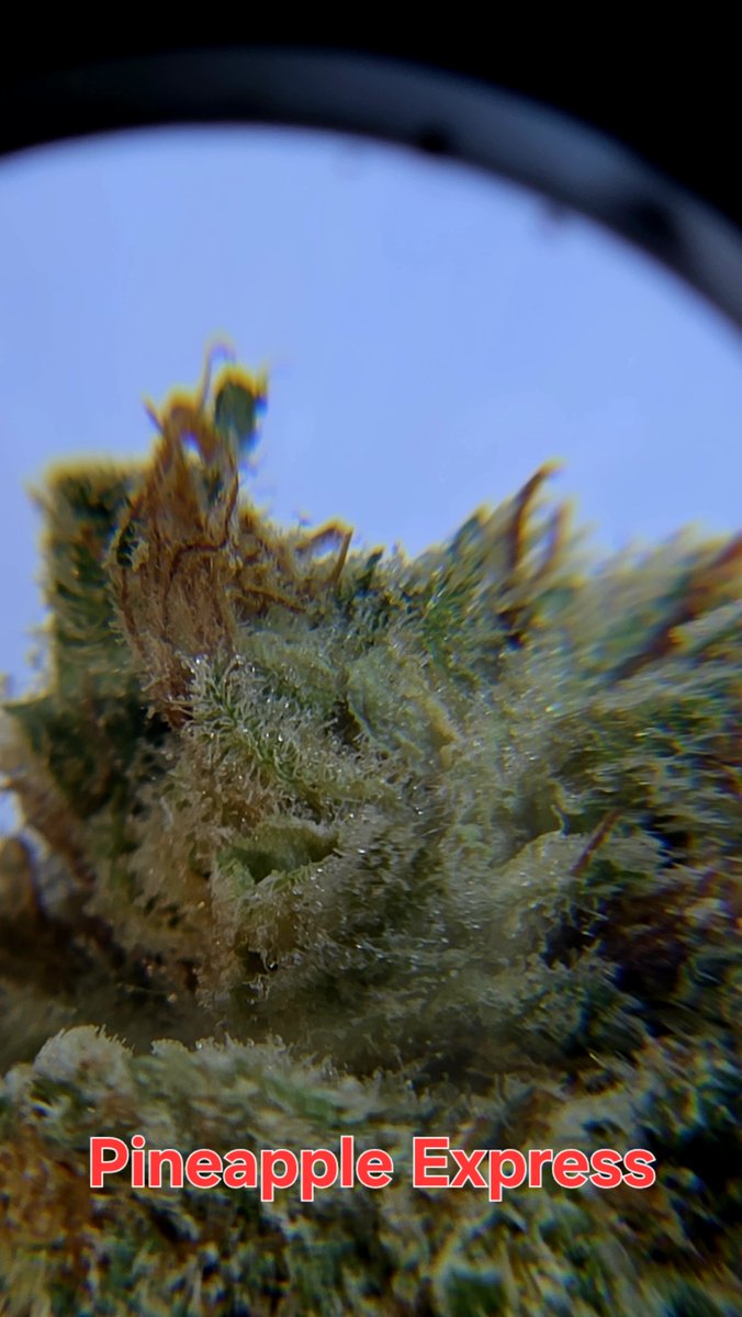 TheMeadow716's tweet photo. Pineapple Express

Parents: Trainwreck X Hawaiian

Nose: pineapple juice &amp; hash

Taste: Sweet and diesel

Great for: Chronic pain, depression, fatigue, loss of appetite, migraines, nausea and stress

Message our Facebook page, The Meadow for orders. https://t.co/fXaPsN6yFd