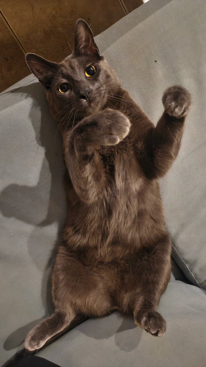 Santinopla's tweet photo. @Lbaini Yo me podré re cagar bien de hambre pero que al GENIO de mí michi no le falte las piedritas rubicat https://t.co/rFf6xl1VnO