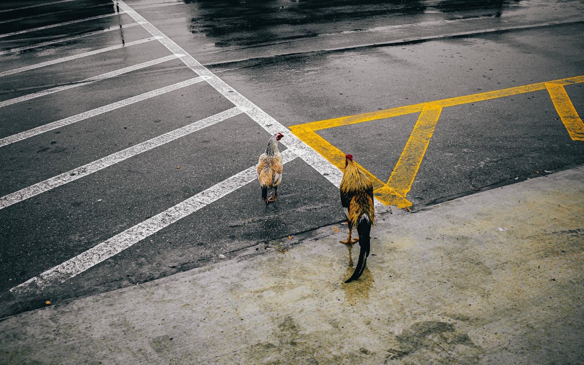 EmilyMartixyi's tweet photo. The occasional dog bark, cars driving by, a group of kids playing a sport, and so much more are the sounds of a healthy, vibrant society and you have no right to complain/demand silence when you hear these sounds. https://t.co/WokvyduyWo