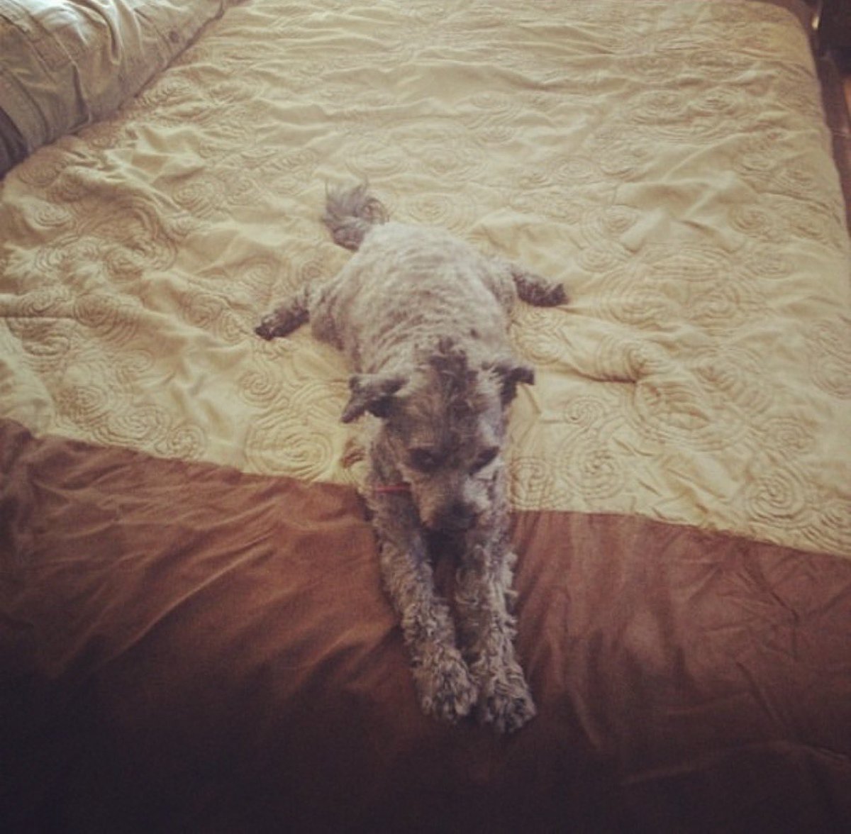 SenecaSpeaks21's tweet photo. 22 years. 

Faithful, loyal and brave.

Survived two putt bull attacks, held his own. 

One of the oldest living dogs in the world. 

The absolute bravest living thing I have ever met — Koda Bear was NEVER scared.

Last day.

I thought I was ready, but you never really are. Akira, I know you miss your brother, he’s ready to come home now.