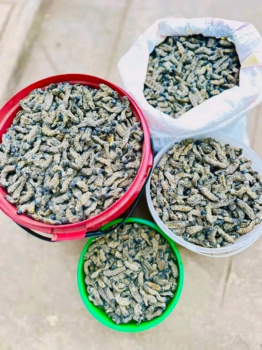 busiwe_bubu's tweet photo. Siphiwe Tshabalala trying mopani worms. https://t.co/hRD0DXVzqi