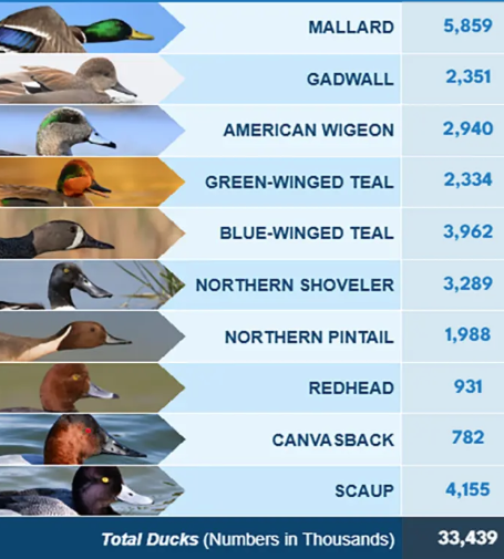 USFWS's tweet photo. Migratory Bird Annual Status Reports are out now 🦆➡️ https://t.co/7JfH9avUWt https://t.co/QvAfbDBhwo