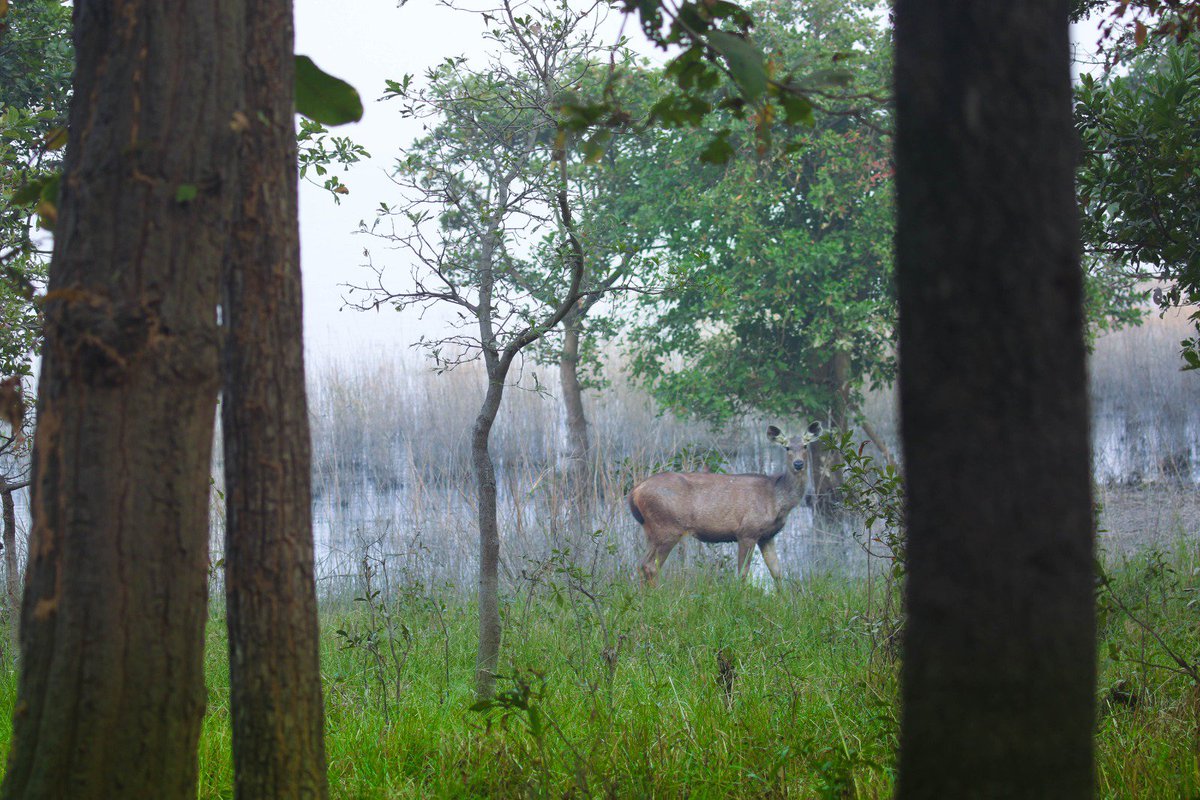 HirakudDFO's tweet photo. Sambar deer grazing peacefully in DebrigarhWildlifeSanctuary.
🌐 https://t.co/898m0CUjFt
📱6372907291,9438113285
#DebrigarhWildlifeSanctuary #HirakudWildlifeDivision #junglesafari #sambalpuri
@ForestDeptt @PCCFWL_Odisha @odisha_tourism https://t.co/hVSjDXu10J