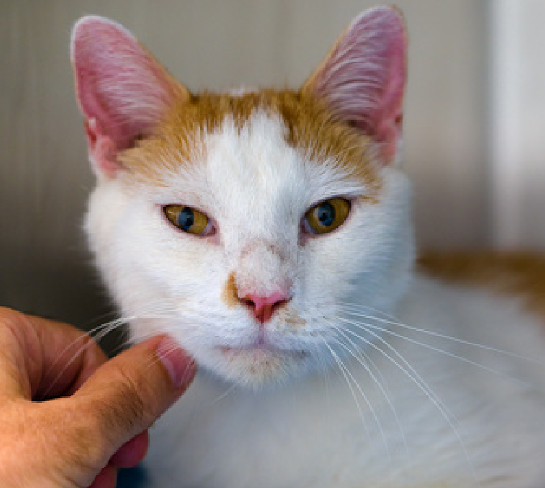 JLthekid9999's tweet photo. 🆘🆘 JUNO (ID 136762), 11 YO, MALE –  IN QUEENS ACC - came into the shelter as an owner surrender on 7/24/2026, with the surrender reason stated as person circumstance- moving.    🆘🆘 😿 😿 😿 😿

🆘🆘 UPDATE..UPDATE – POOR JUNO HAD A RESERVATION BUT IT FELL THROUGH – JUNO IS LIVING ON BORROWED TIME😱😱😱😱🆘🆘

➡️TBD 9/5/26

➡️ SENIOR ALERT

➡️ MEDICAL PRIORITY – NEEDS MORE CARE AND ATTENTION THAN THE SHELTER CAN PROVIDE –😱😱😱

➡️ TOO LOW ON PLEDGES TO STIMULATE RESCUE INTEREST

➡️🆘🆘 9TH Chance on Emergency Placement List – ALMOST UNPRECEDENTED – AND SHELTER AT MAXIUMUM CAPACITY - NOW IS THE TIME TO ACT/HELP JUNO - HIGHEST EU/SILENT KILL RISK- VERY LIKELY LAST CALL FOR JUNO.

➡️ 42 DAYS IN SHELTER – TOO LONG – TIME IS RUNNING OUT

➡️ JUNO IS ON THE EPL FOR MEDICAL REASONS -He is a friendly senior cat who was diagnosed with diabetes at the shelter. Juno will require long-term medical management for this disease. Juno has allowed for all medical handling and solicits attention during his exams. This evaluation/diagnosis means that JUNO will be given very little time for rescue/foster/adoption.🔥🔥🔥🔥

What my friends at ACC say about me: I would appreciate slow introductions to new people and places to help me feel safe. I am a sweet, social, older gentleman, looking for the perfect forever home! What do you get when you cross a cat with a couch? A cat-potato! And that's me to a T! A volunteer writes: Showing me his belly and his chirpy little purr, Juno introduced himself to me by rolling over onto his side. A very sweet senior who finds himself here for the second time through no fault of his own, Juno has been trying his best to show how much he has to offer and all that can be if only he can find someone to give him a little chance. Friendly and outgoing around new people, he's said to seek quality time and will stretch out on the sofa in his efforts to be close. Most adorably, Juno loves to play and will do so very gently in an effort to respect everyone else's boundaries. We'd love so much for Juno to get a chance at a forever home. Please come and meet him at the Queens Care Center. Juno interacts with the observer, appreciates attention, is easy to handle and tolerates all petting. This cat is showing behavior appropriate for cat parents with either an average amount of cat experience or demonstrate a basic understanding of typical cat behavior. ❤️ 😻❤️ 😻❤️ 😻

NEEDS OUT OF SHELTER ASAP –

Please RT or pledge, if you can, to save this little one.

@AdamsPaulGrimke

💔😿🙏Thank you
