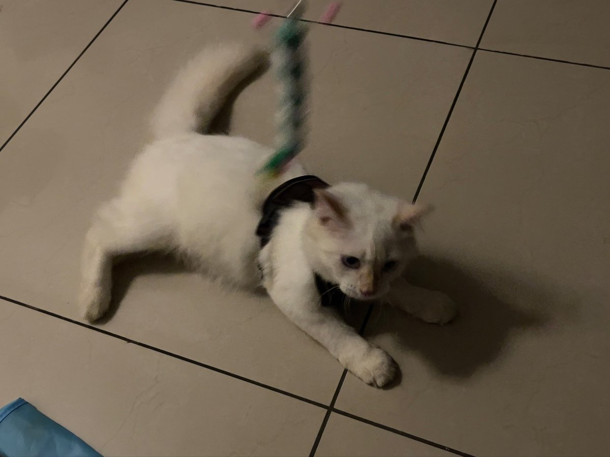 mmmyeahmaybe's tweet photo. His aunt bought him a new one https://t.co/rtWCfxEGq1