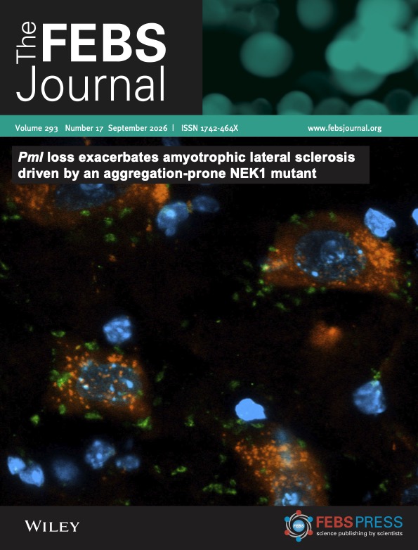 SahinLabSU's tweet photo. Happy to see our work featured on the cover of @FEBSJournal. This confocal image shows mutant NEK1 aggregates (orange) in motor neurons of the mouse spinal cord, ultimately driving ALS pathology ++ https://t.co/2MIPdKbvKL