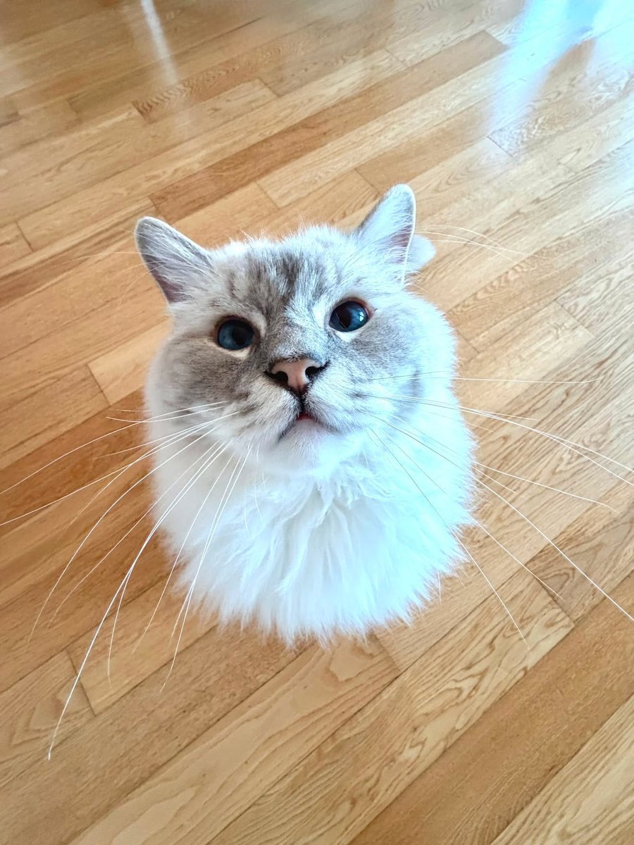 yourcatposted's tweet photo. Which photo 1-4 is your favourite?🥰
📸 ig: thekingintheattic https://t.co/6i7NZUGZQK