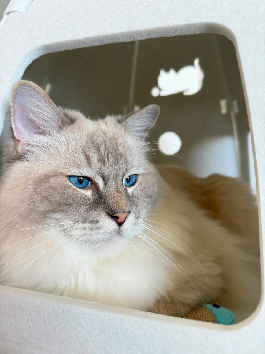yourcatposted's tweet photo. Which photo 1-4 is your favourite?🥰
📸 ig: thekingintheattic https://t.co/6i7NZUGZQK