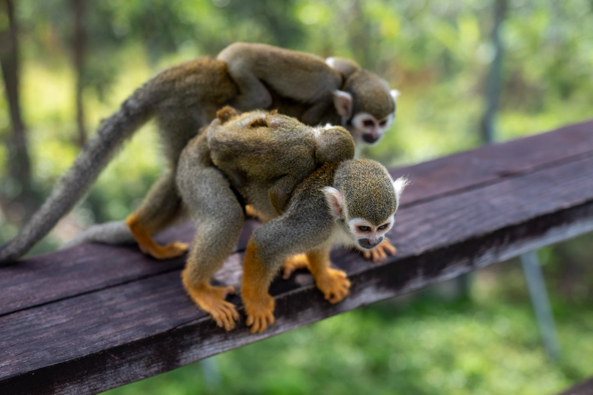 bavarorunners's tweet photo. 🐒💛 The sweetest season at Monkeyland has begun! We’re in baby season, and our little monkeys are already here. 🥰🌿
Come meet them at our locations in Punta Cana, Puerto Plata, and Samaná. ✨
#samana #puntacana #puertoplata #monkeylandsamana #monkeyland #squirrelmonkeys https://t.co/rjBrtrdHc1