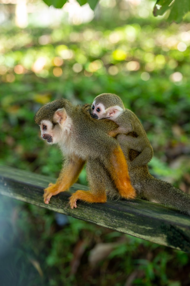 bavarorunners's tweet photo. 🐒💛 The sweetest season at Monkeyland has begun! We’re in baby season, and our little monkeys are already here. 🥰🌿
Come meet them at our locations in Punta Cana, Puerto Plata, and Samaná. ✨
#samana #puntacana #puertoplata #monkeylandsamana #monkeyland #squirrelmonkeys https://t.co/rjBrtrdHc1