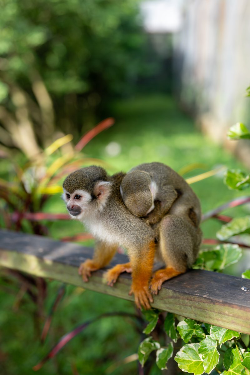 bavarorunners's tweet photo. 🐒💛 The sweetest season at Monkeyland has begun! We’re in baby season, and our little monkeys are already here. 🥰🌿
Come meet them at our locations in Punta Cana, Puerto Plata, and Samaná. ✨
#samana #puntacana #puertoplata #monkeylandsamana #monkeyland #squirrelmonkeys https://t.co/rjBrtrdHc1