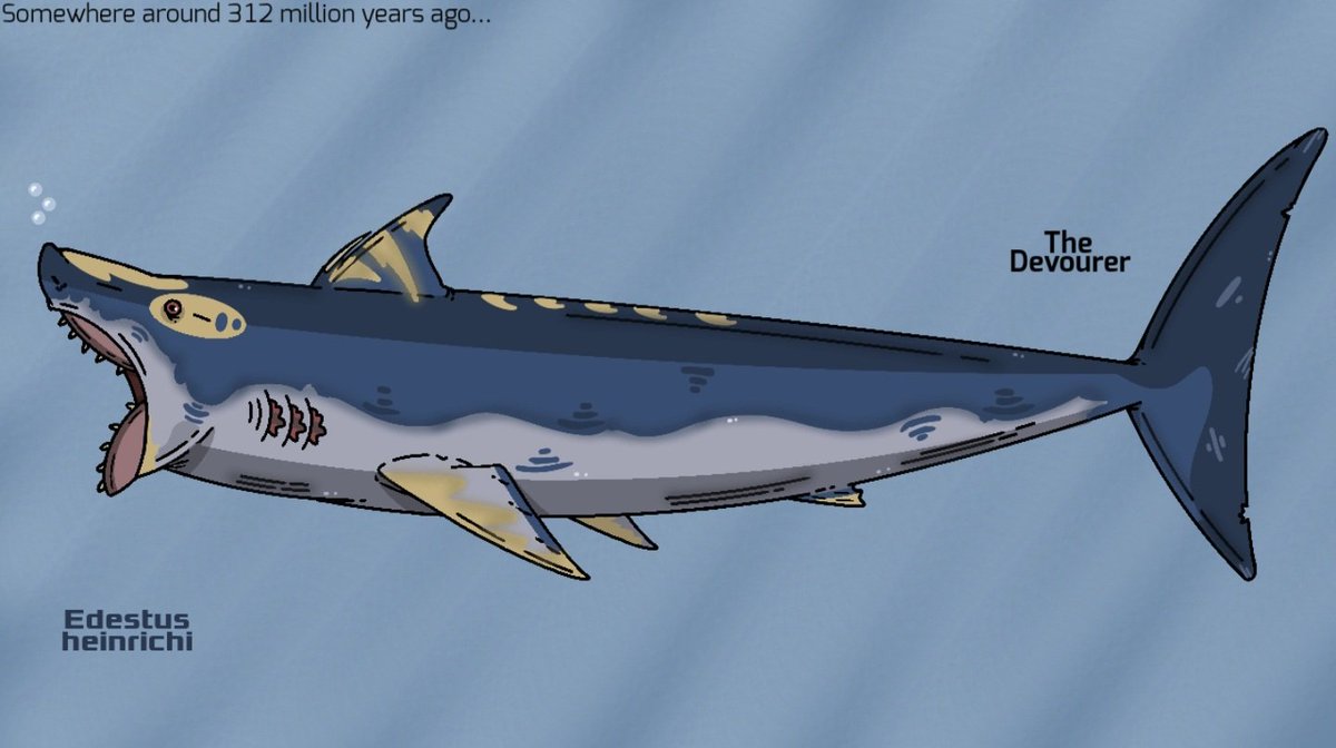 ElijahAllosaur's tweet photo. My paleo art of Edestus (heinrichi)
(The colour scheme was inspired by the shark pokémon, Sharpedo) #edestus #edestidae #paleoart #art https://t.co/9Aia52DER0