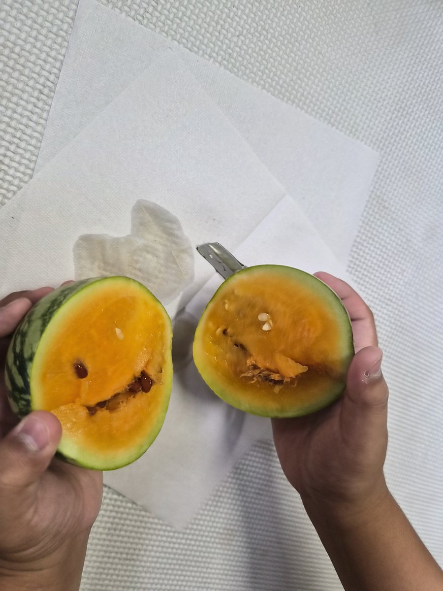 houdeiJAM's tweet photo. #スイカ
#美味しかった
#食育
#植育
#畑
#農業
#体験

#子ども
#居場所
#子どもの居場所

#保育士
#ST
#言語聴覚士
#OT
#作業療法士
#PT
#理学療法士
#教員
#先生
#社会福祉士
#心理
#看護師
#資格

#大学
#短大
#専門学校

#新卒
#第二新卒
#転職
#就活
#土日休み
#アルバイト
#パート
#募集
#求人 https://t.co/YLkhwBBOmH