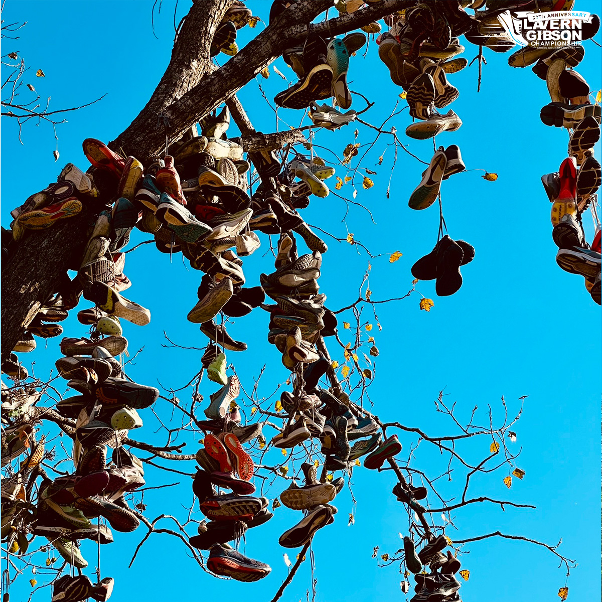 IndStXCTF's tweet photo. Every shoe tells a story 👟

This tradition has become one of the most iconic sights at @lavern_gibsonXC 🌲

#MarchOn | #StayRooted | #NCAAXC https://t.co/creHRmcBGX