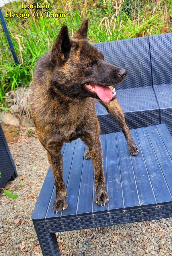 ChanurAkita's tweet photo. Sombra ma chipie sur sa table favorite 🤣🐺
Sombra my sweet girl on her fav' place 🤣🐺
#甲斐犬 #kai #kaiken #elevageKaiken #kaidog #elevagecanin https://t.co/uv63g50cbH