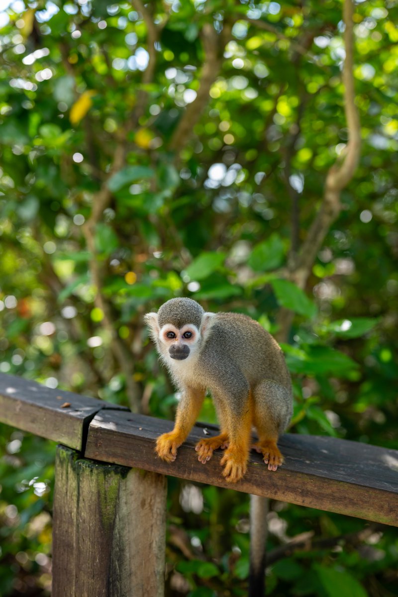 bavarorunners's tweet photo. 🐒🌴 Samaná has some of the cutest troublemakers around! 😂💚 Meet our playful monkeys at Monkeyland Samaná and let the fun begin!
#monkeyland #squirrelmonkeys #monkeylandsamana #samana https://t.co/YnIrcijq1K