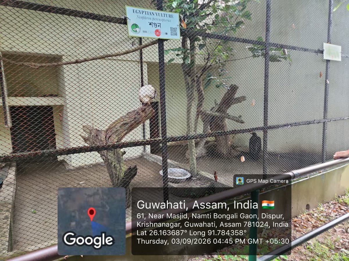 NSS_GCC's tweet photo. Gauhati Commerce College NSS volunteers participated in a Vulture Awareness Programme organised by WWF- India Assam and Arunachal Pradesh State Office at the Assam State Zoo, Guwahati on 3 September 2026 to celebrate the International Vulture Awareness Day.@nss_rdguwahati https://t.co/kEBxe7zvmN